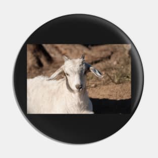 White Kid Goat Pin