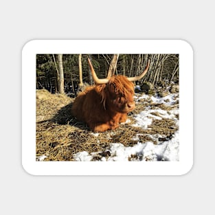 Scottish Highland Cattle Cow 2343 Magnet