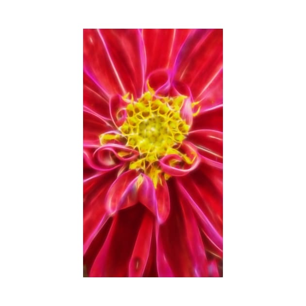 closeup macro photography of bright red dahlia bloom with pollen filled yellow center by mister-john