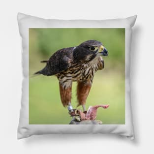 Falcon Pillow