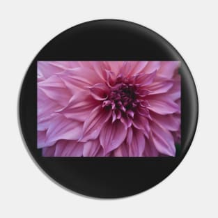 Impressive x dahlia botanical flower photograph Pin
