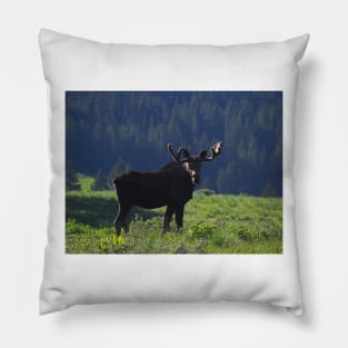 Young Moose Bull Pillow