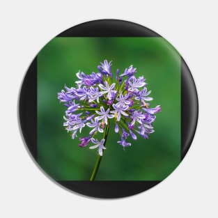 Agapanthus in Bloom Pin