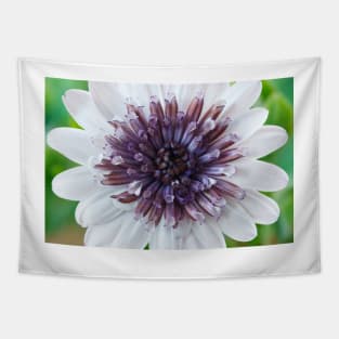 Osteospermum  Flower Power Double Series  Double White Tapestry