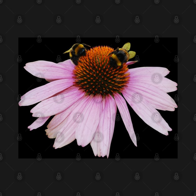 Echinacea Purpurea on White Background by jojobob