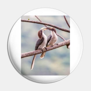 Grey Hornbill Courtship Ritual Pin