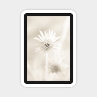 White Flowers on a white background Magnet