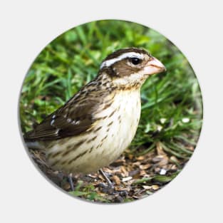 Female Rose-Breasted Grosbeak Sitting In The Grass and Sunflower Seed Shells Pin