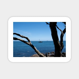 View through twisted pohutukawa tree branches across barge with crane blue ocean to distant horizon Magnet