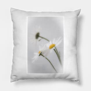 Oxeye Daisy Flowers Pillow