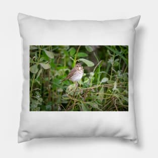 Swainson's Thrush Pillow