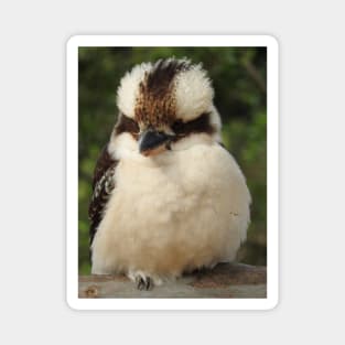 Kookaburra Magnet