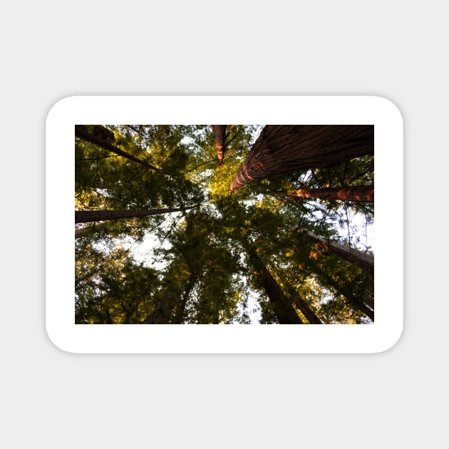 Redwoods trees and sky Magnet by blossomcophoto