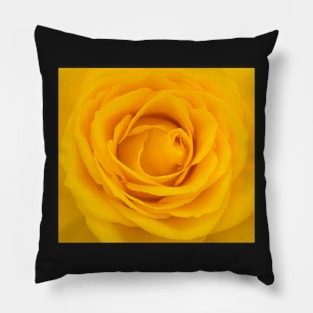 Close-up of yellow rose Pillow