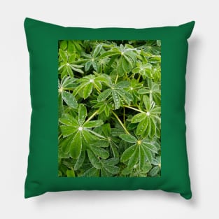 Raindrops on lupinus leaves Pillow