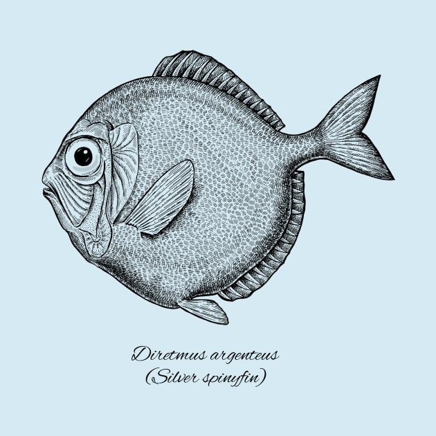 Diretmus argenteus by eugeniahauss