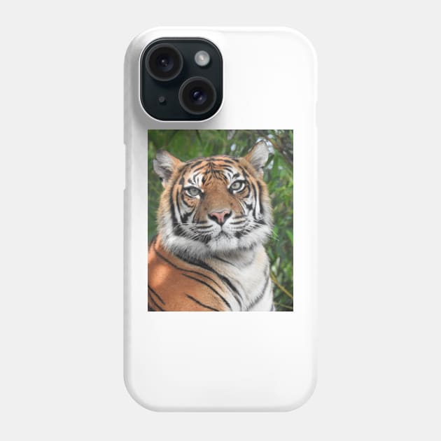 Sumatran Tiger Phone Case by kirstybush