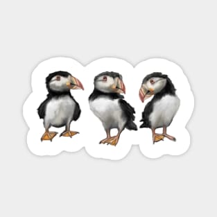 Puffins in November Magnet