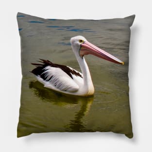 Australian Pelican Swimming! Pillow