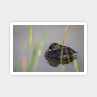 Pie-billed Grebe at Rest by the Reeds Magnet