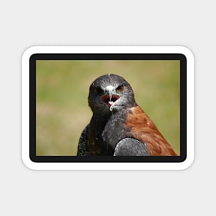 Harris Hawk Magnet