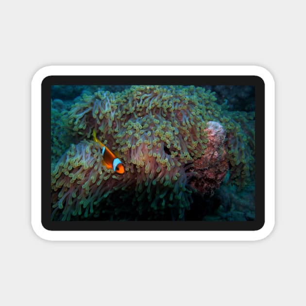 sea anemone and clownfish Magnet by likbatonboot