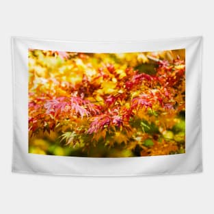 Maple tree red and orange autumn leafs Tapestry