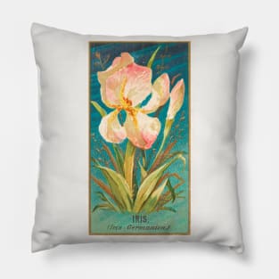 Iris (Iris Germanica) Pillow