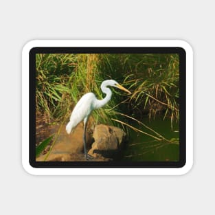 Great White Egret By Water Magnet