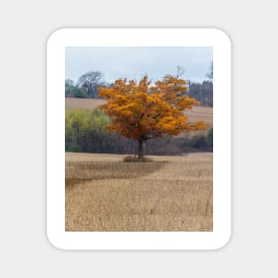 Fall Tree In Field 1 Magnet