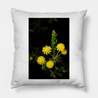 Hedge Wattle Pillow