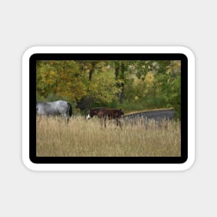 Wild Horse Foal Magnet