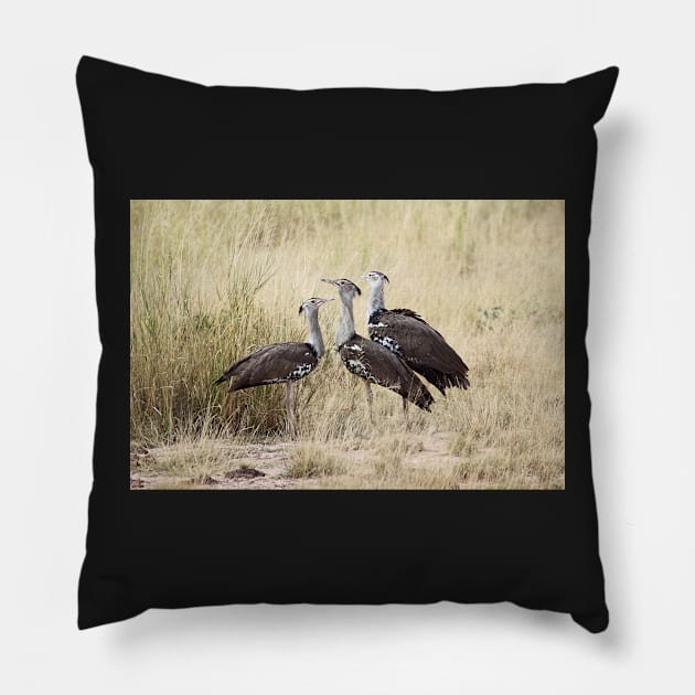 Kori Bustard, Kenya Pillow by Carole-Anne