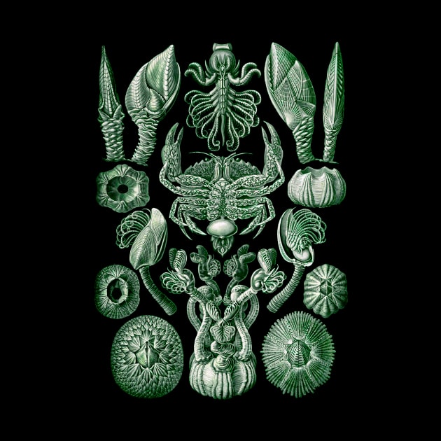 Ernst  Haeckel Cirripedia Crab Green by Scientistudio