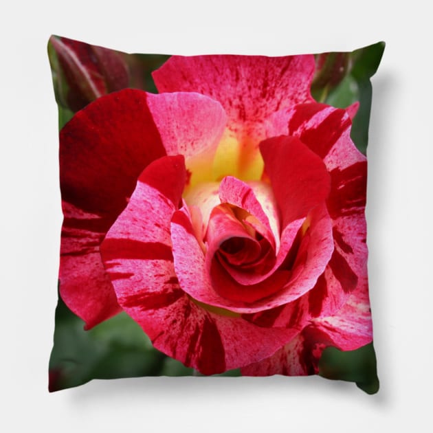 Pink Rose Blossom with green Leaves Pillow by Christine aka stine1