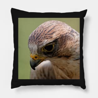 Saker Falcon Pillow