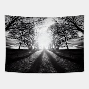 Monochrome Majesty: Sun Through Trees Tapestry