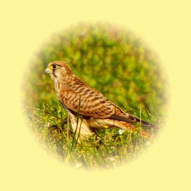 Kestrel by Guardi