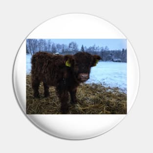 Scottish Highland Cattle Calf 1635 Pin