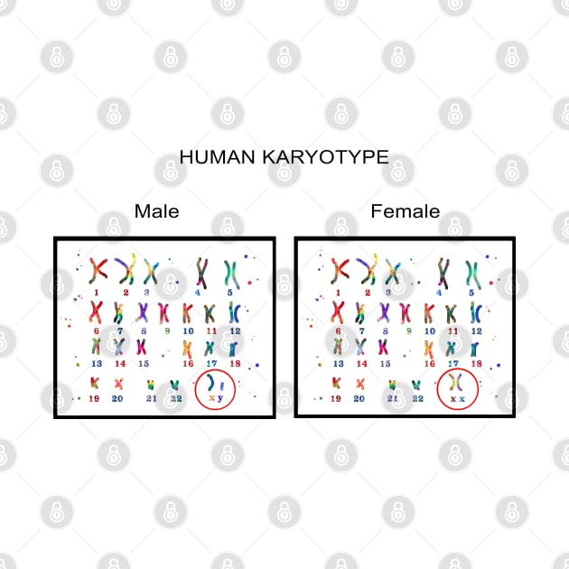 Human karyotype by RosaliArt