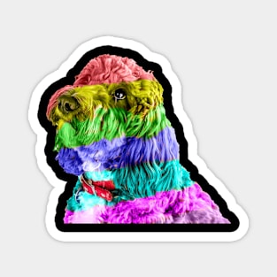 Rainbow Cockapoo 2 Magnet