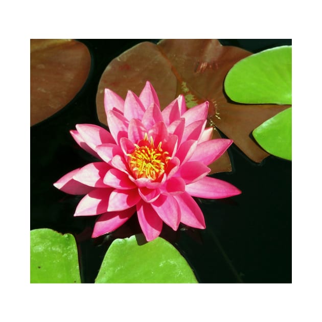 Fuchsia Pink Water Lilly Flower floating in Pond by Scubagirlamy