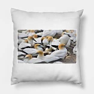 A colony of Gannets Pillow