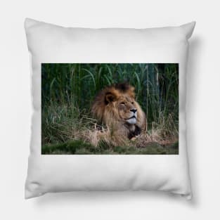 Lion In The Grass Pillow