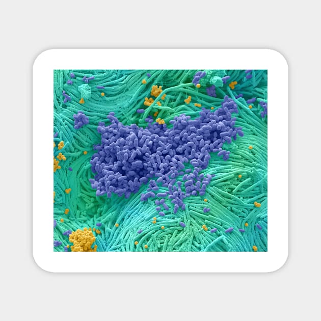 Bacteria found on mobile phone, SEM (C035/8586) Magnet by SciencePhoto