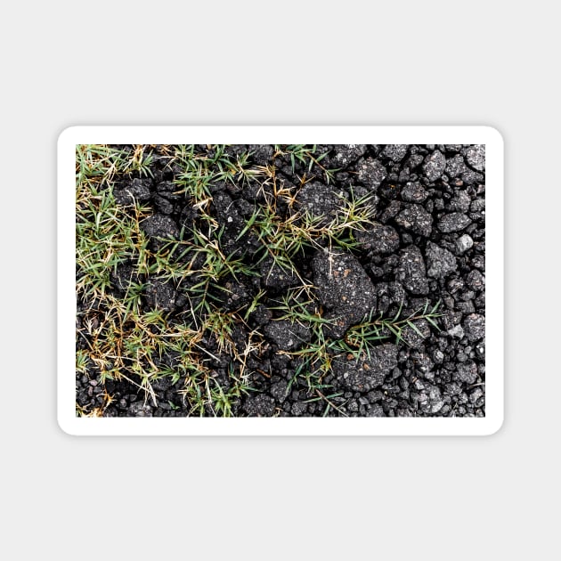 Green Grass Growing On Black Stones - Alternative Magnet by textural