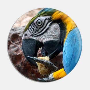 Macaw Parrot Pin