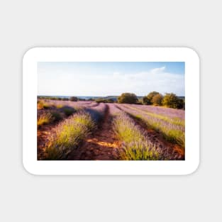 Campos de Lavanda al atardecer Magnet