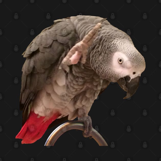 African Grey Parrot Funny Wave by Einstein Parrot