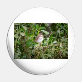 Swainson's Thrush Pin